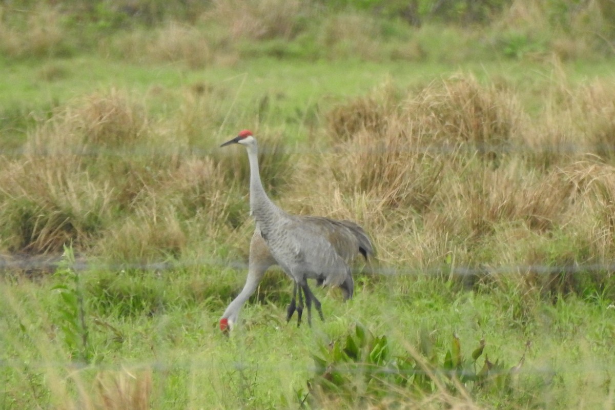Grulla Canadiense - ML641412247