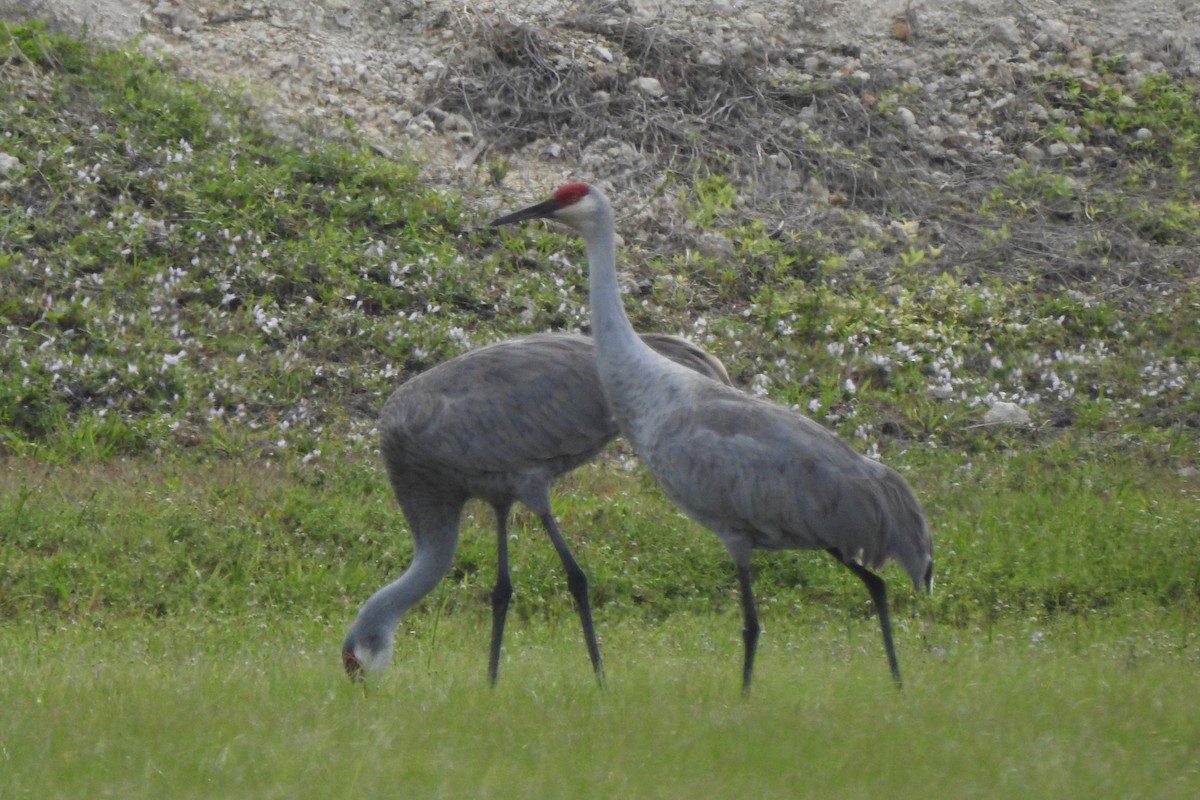 Grulla Canadiense - ML641412253