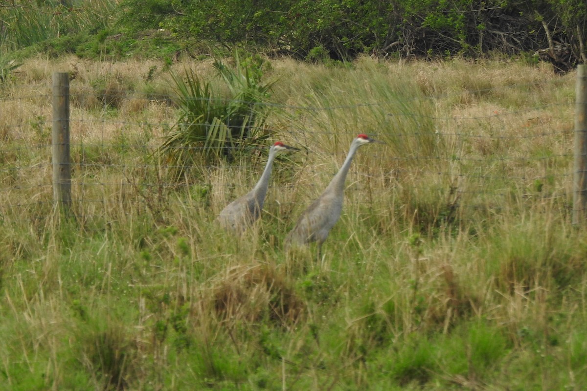 Grulla Canadiense - ML641412254
