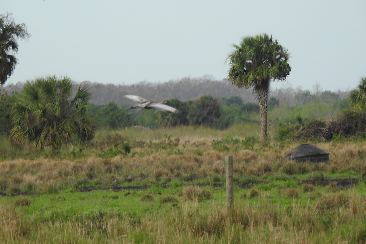 Grulla Canadiense - ML641412255