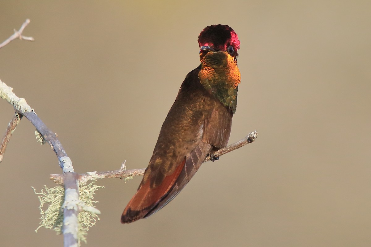 Ruby-topaz Hummingbird - ML641412287