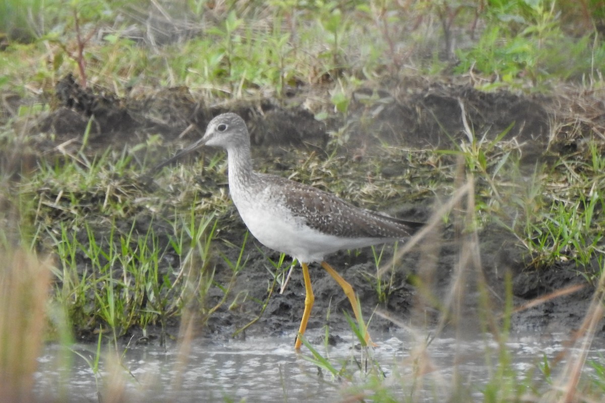 Greater Yellowlegs - ML641412290