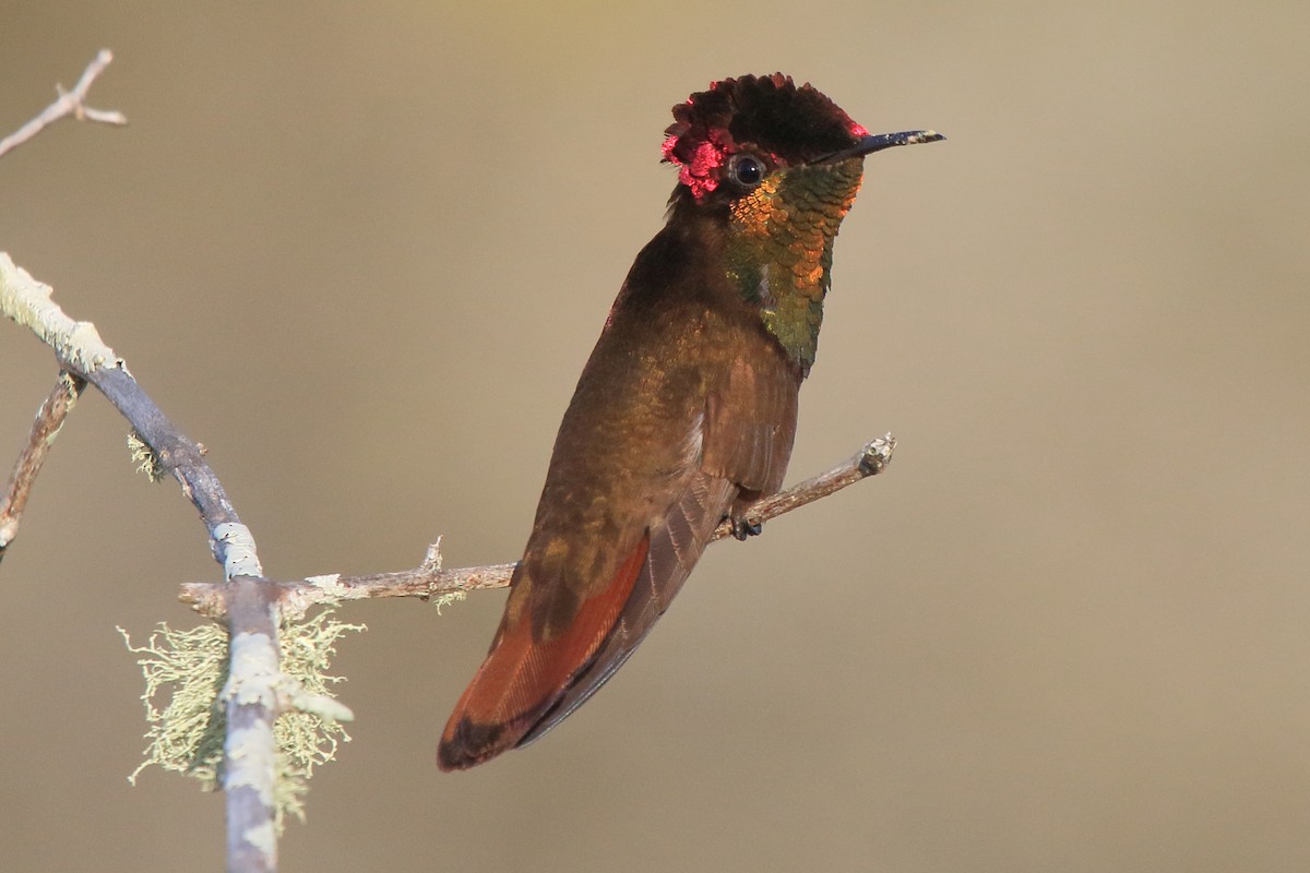 Ruby-topaz Hummingbird - ML641412291