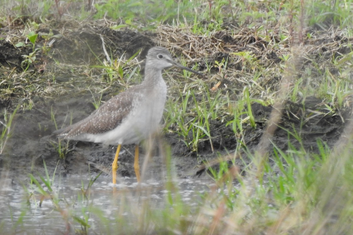 Greater Yellowlegs - ML641412292