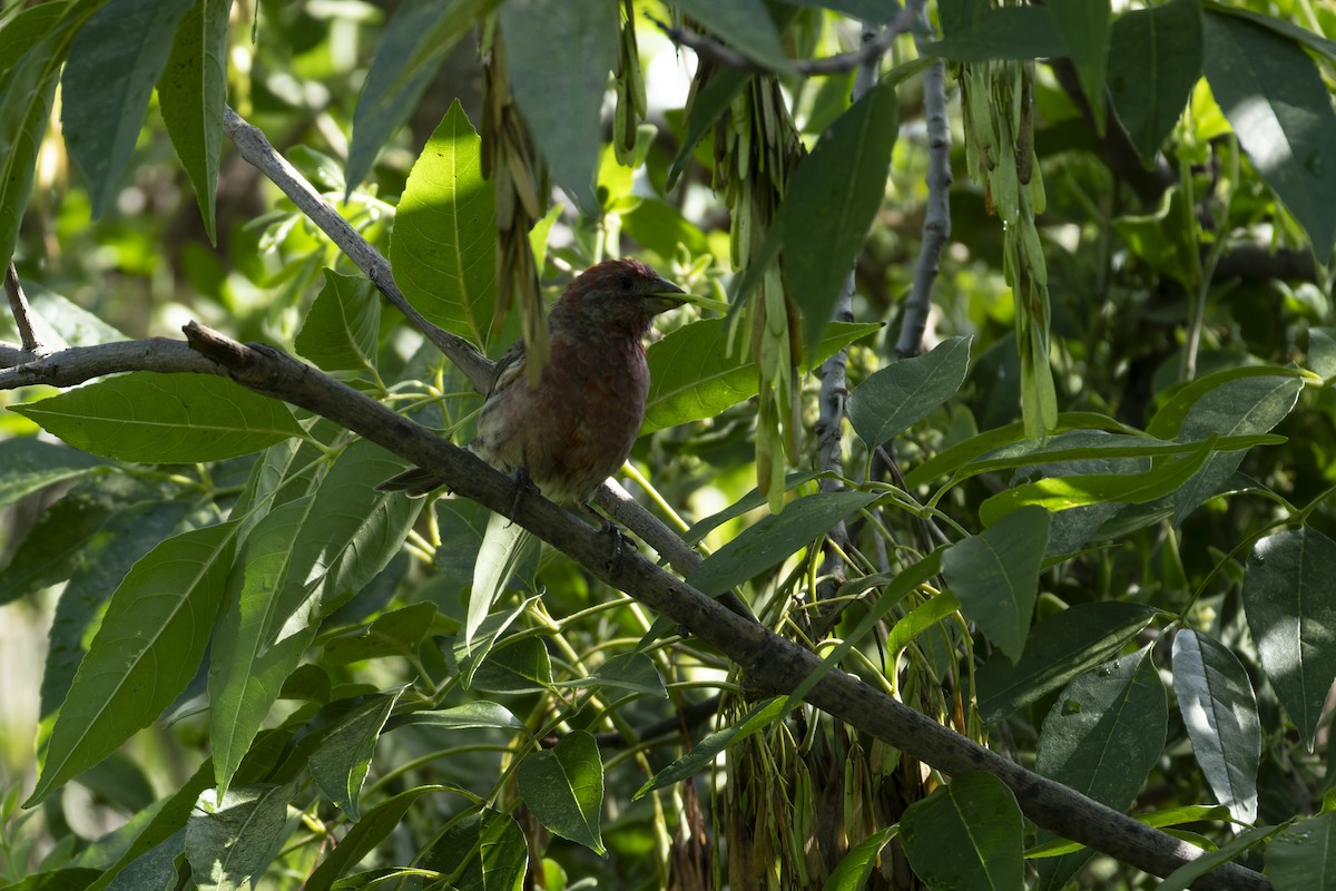 House Finch - ML641412294