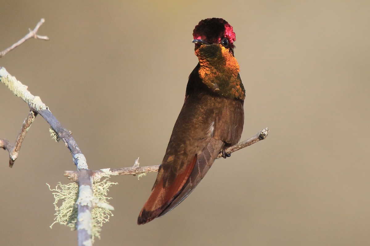 Ruby-topaz Hummingbird - ML641412295