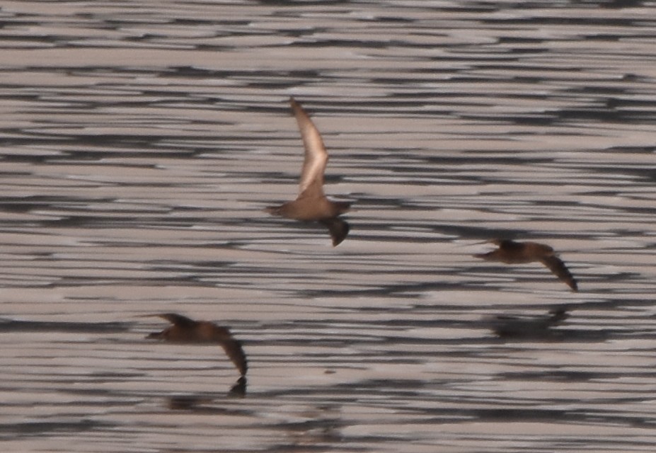灰水薙鳥 - ML641412297