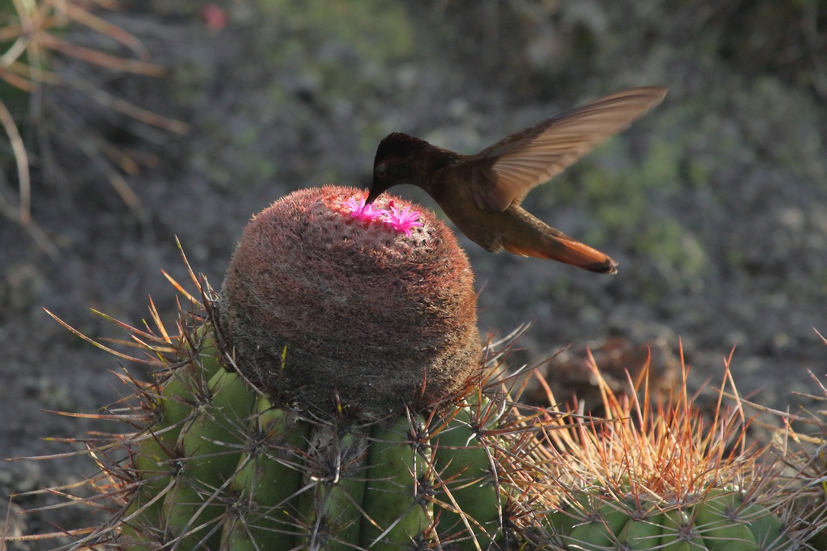 Ruby-topaz Hummingbird - ML641412298