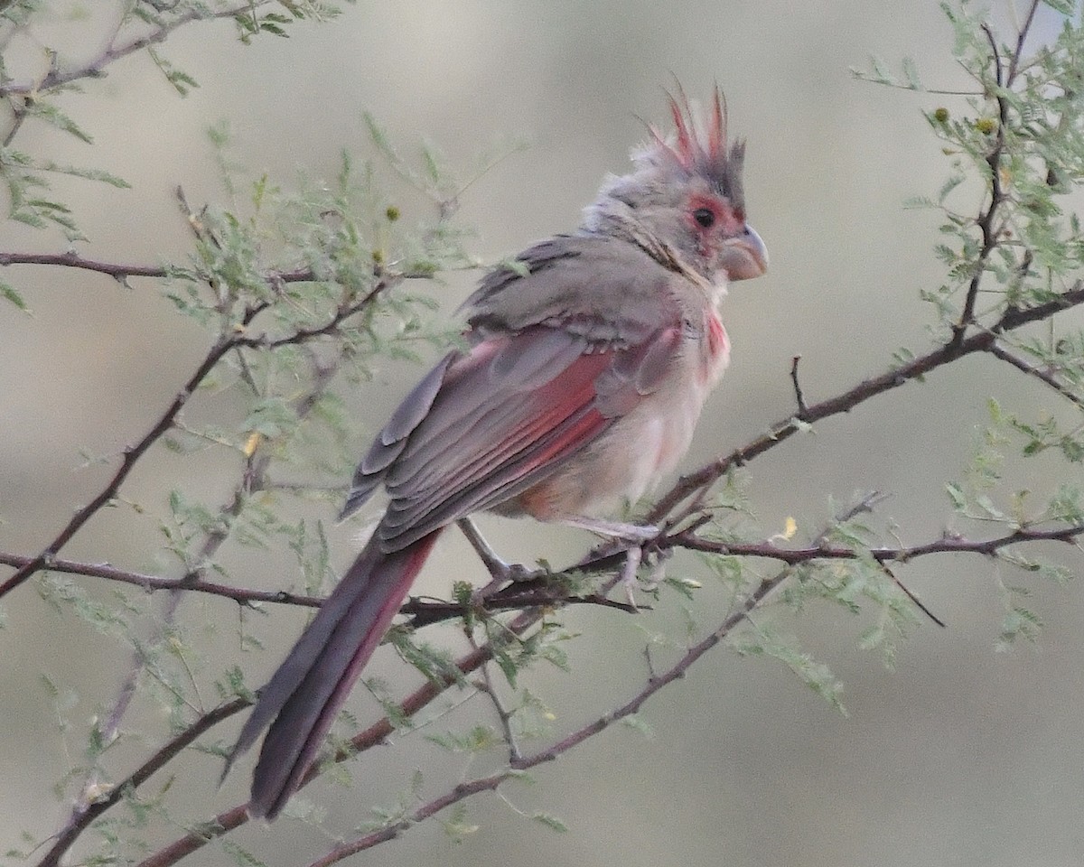 Pyrrhuloxia - ML641412299
