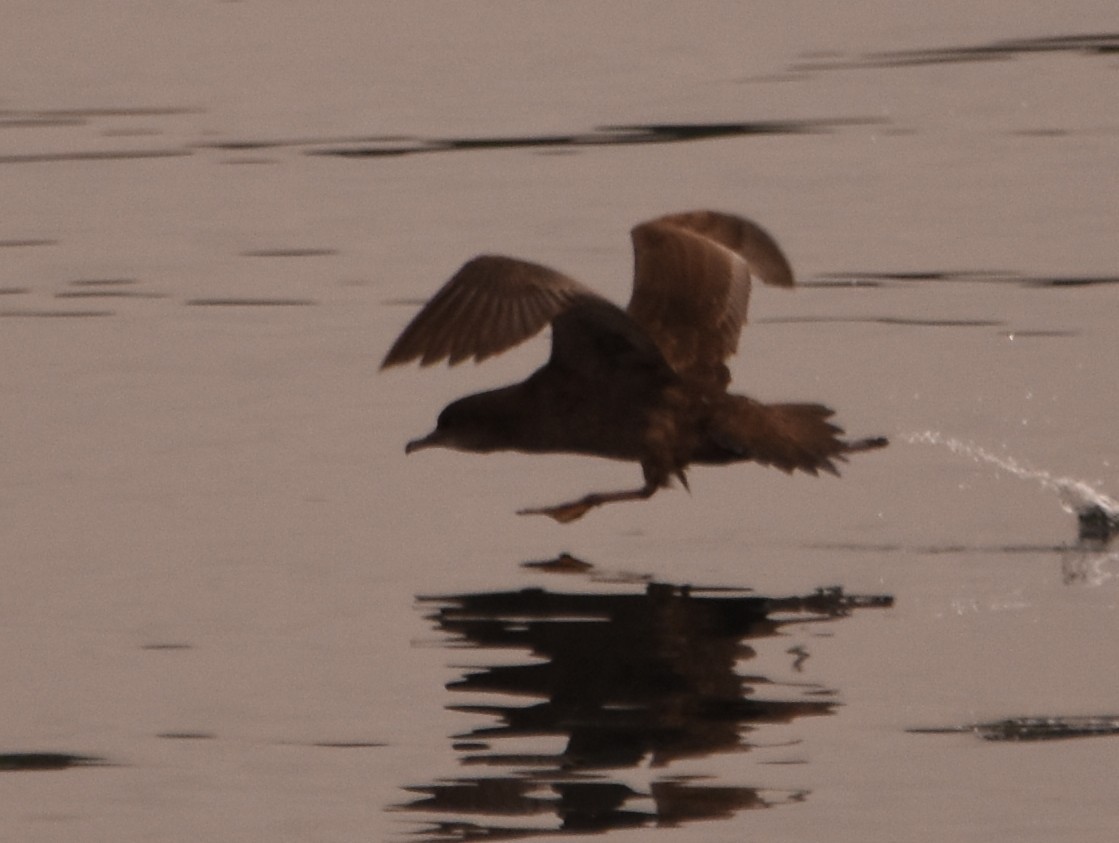 短尾水薙鳥 - ML641412300