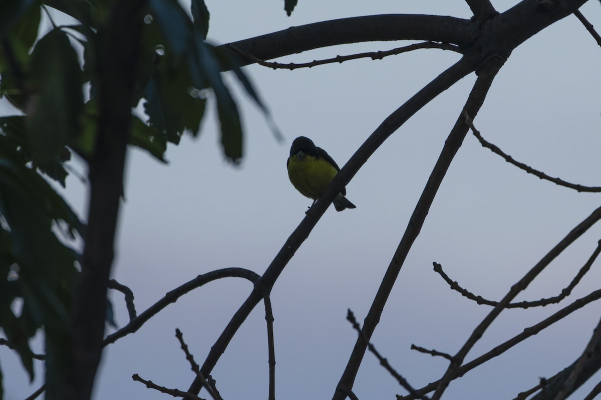 Lesser Goldfinch - ML641412304