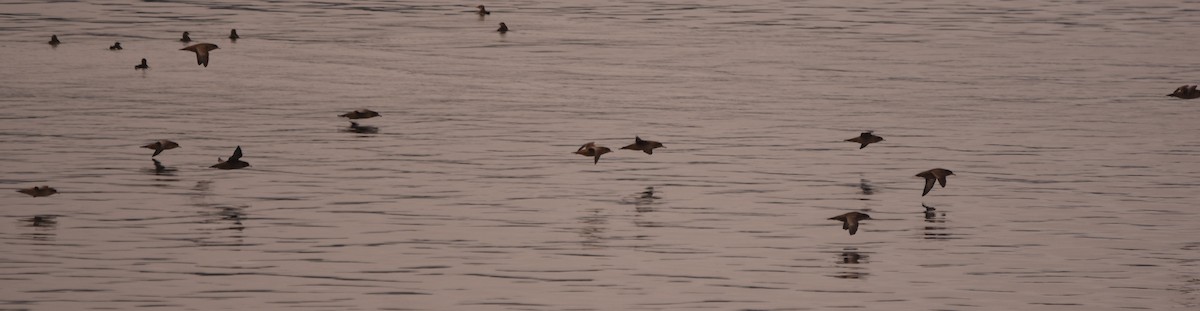 灰水薙鳥/短尾水薙鳥 - ML641412305