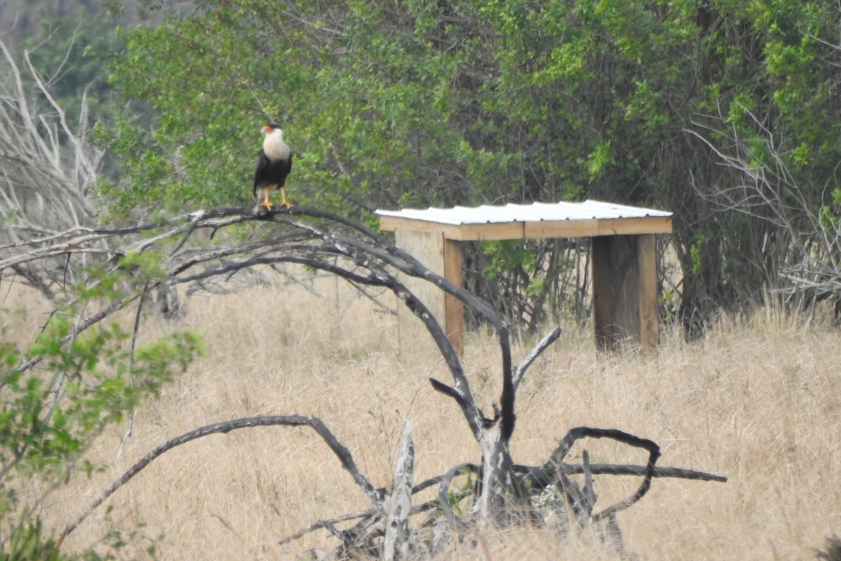 Crested Caracara - ML641412307