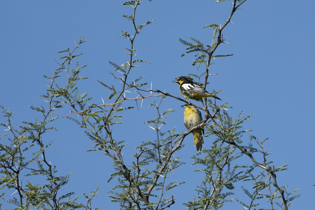 Black-backed Oriole - ML641412317