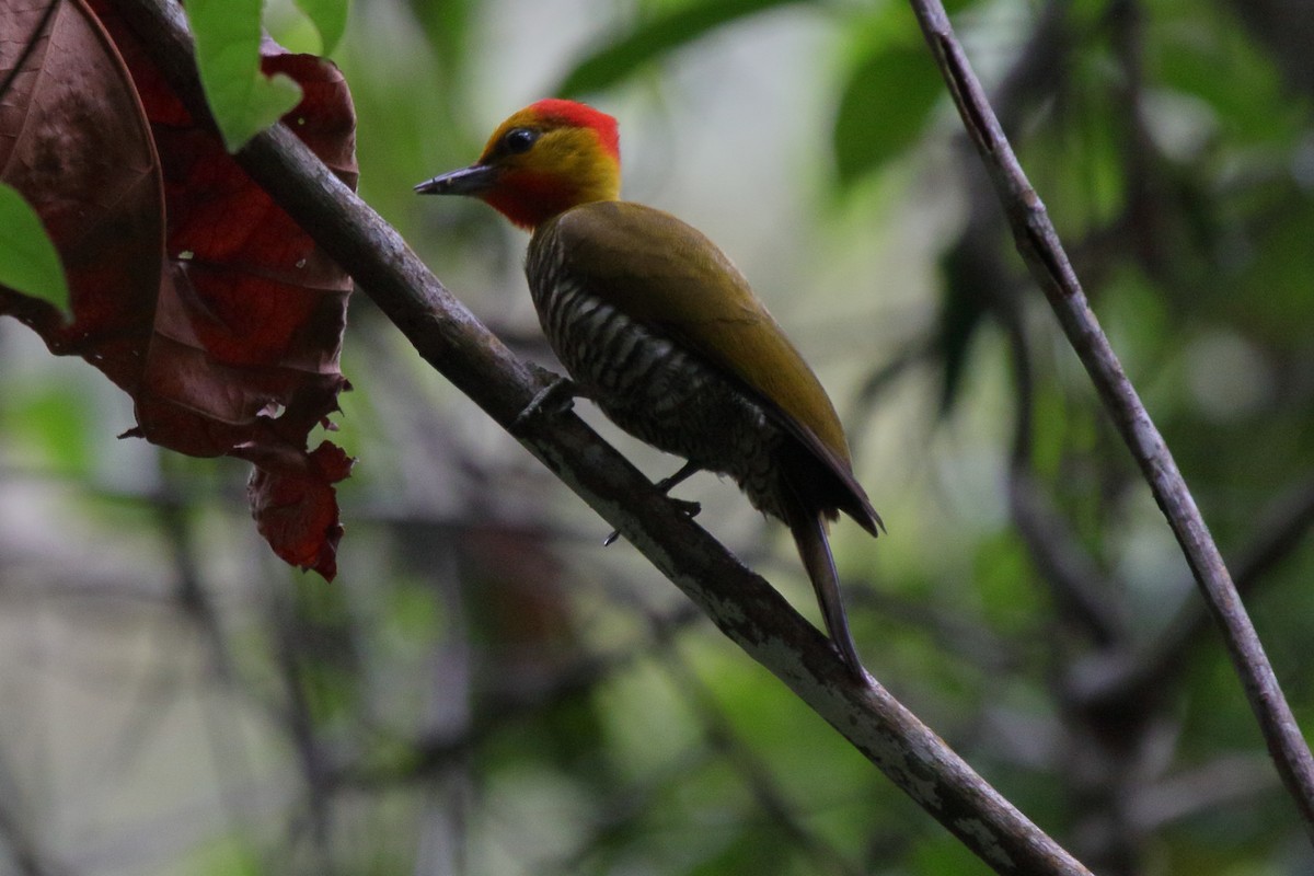 Carpintero Gorjigualdo - ML641412328