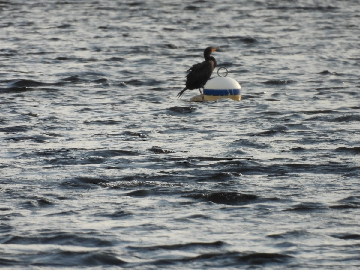 Cormoran à aigrettes - ML641412344