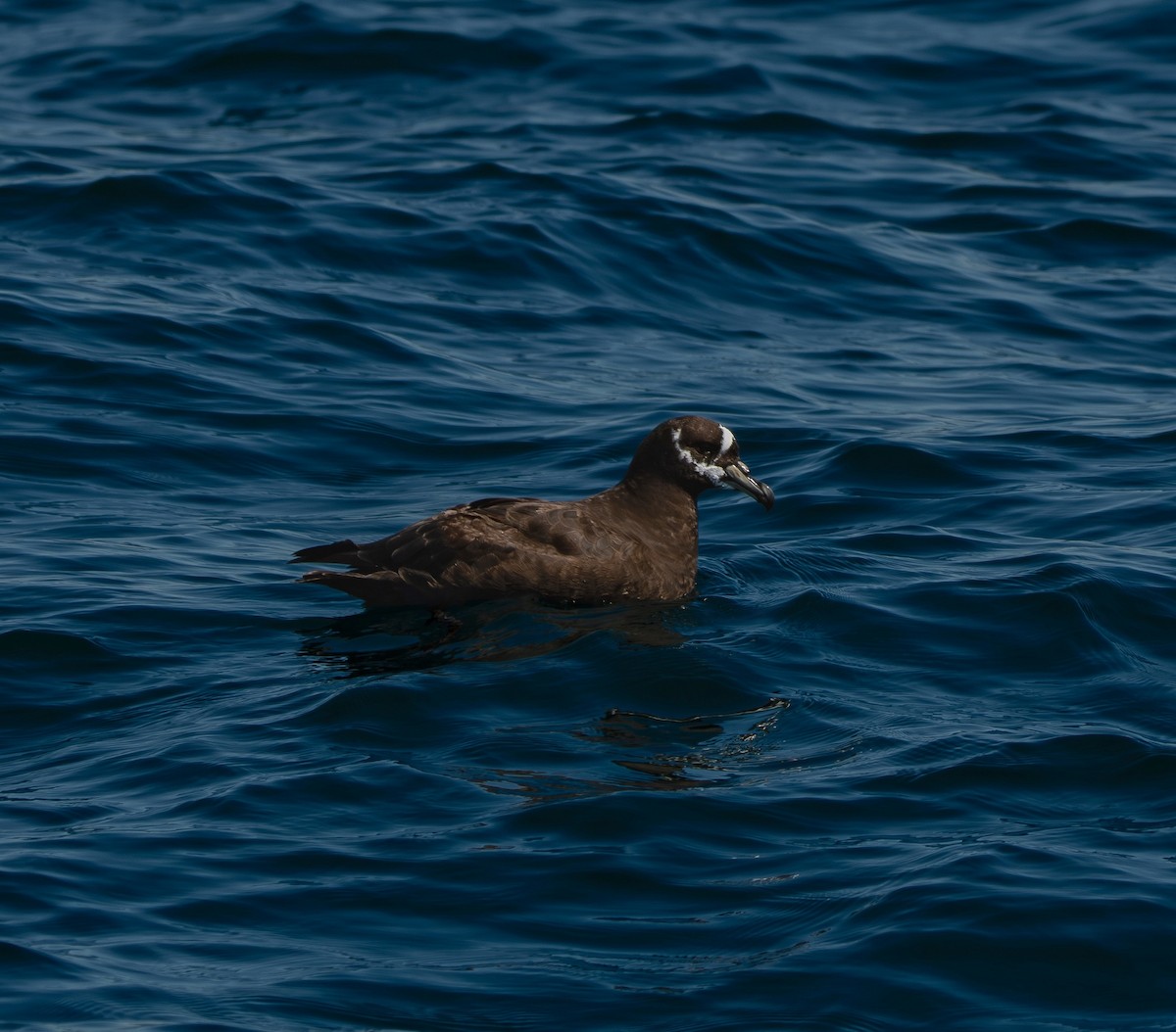 Spectacled Petrel - ML641412346