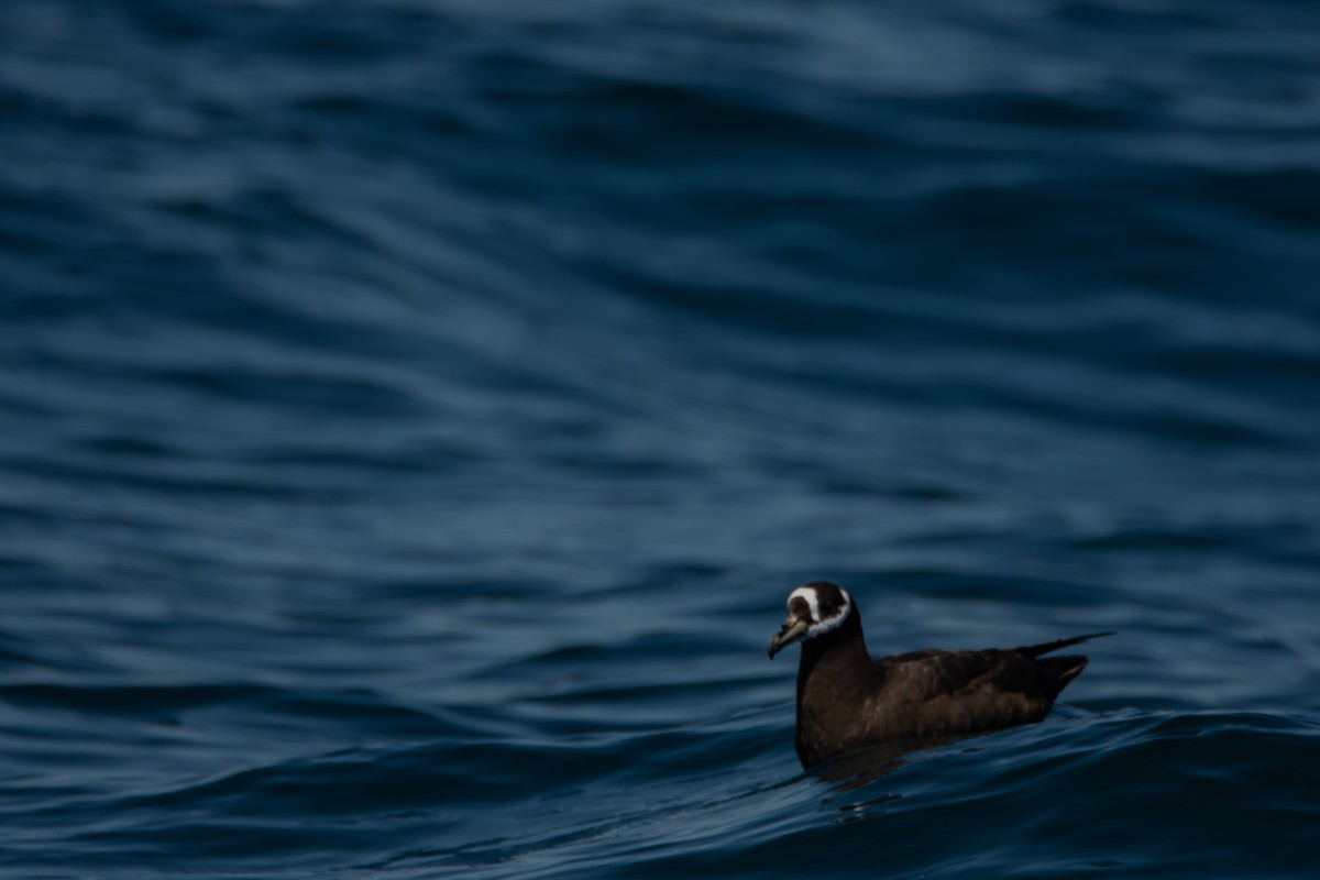 Spectacled Petrel - ML641412359