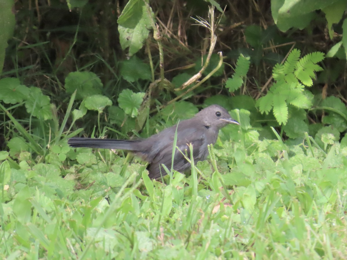 Gray Catbird - ML641412364