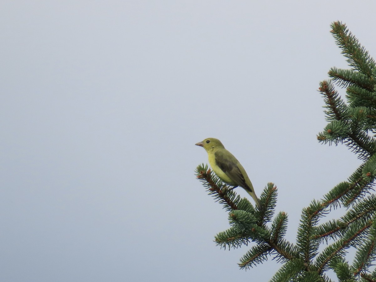Scarlet Tanager - ML641412372