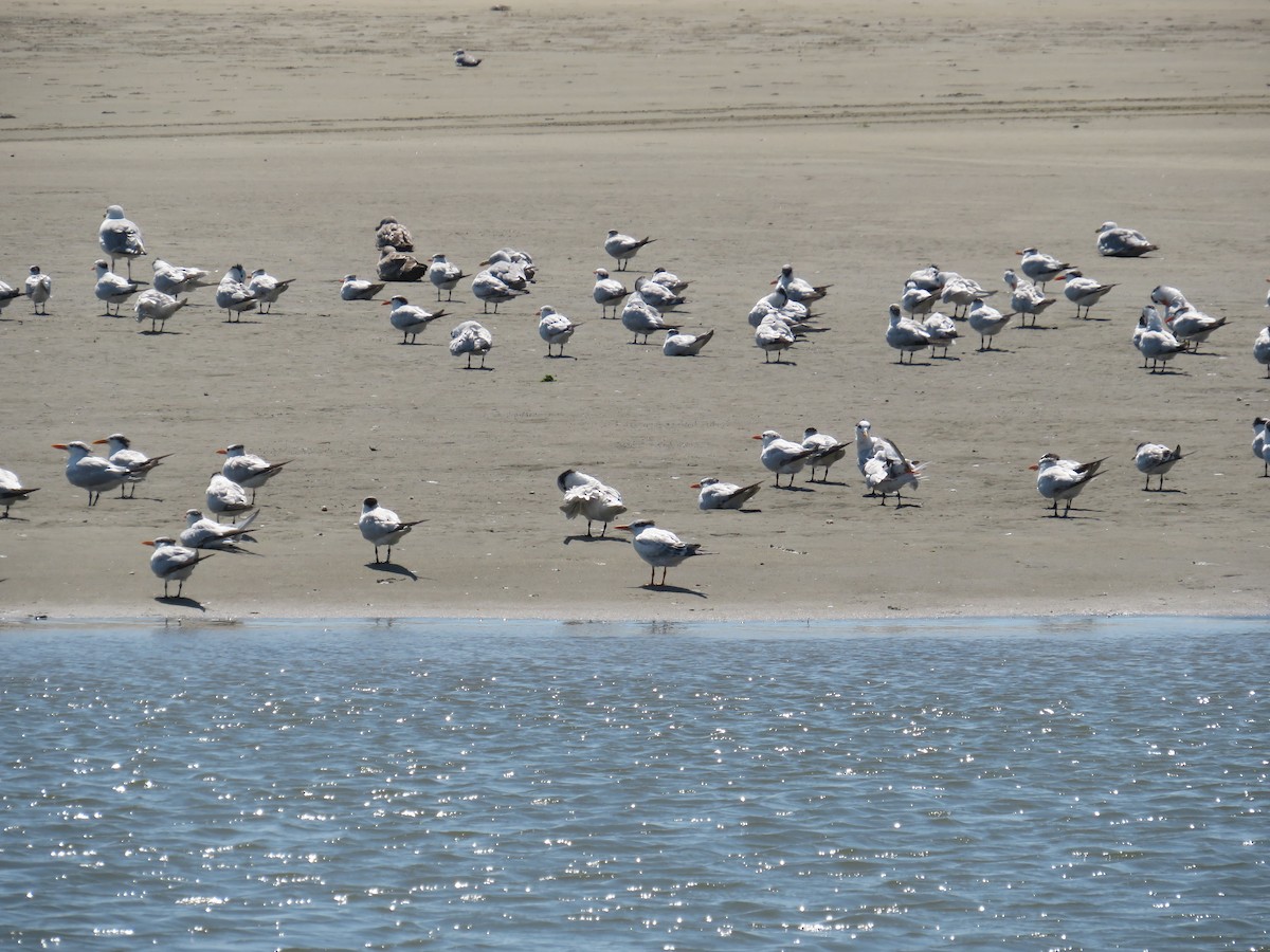 Royal Tern - ML641412381