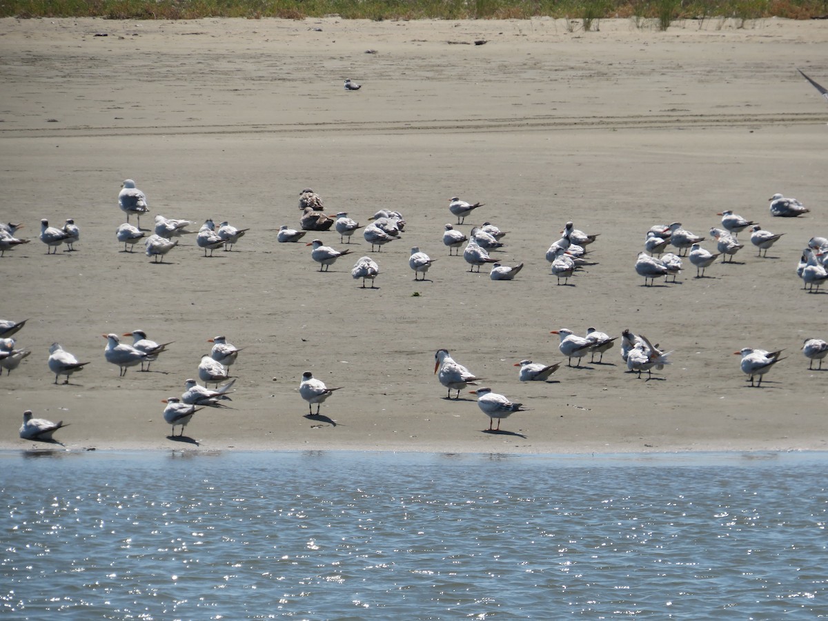 Royal Tern - ML641412382