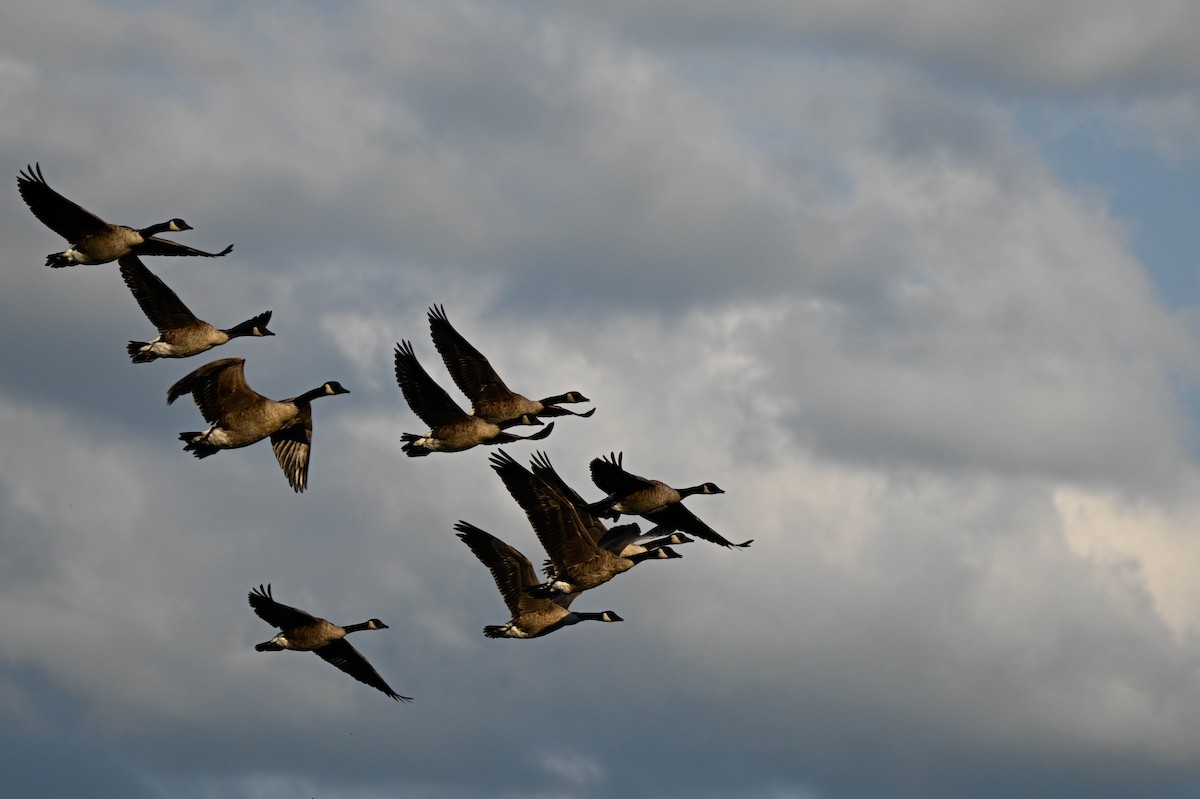 Canada Goose - ML641412384