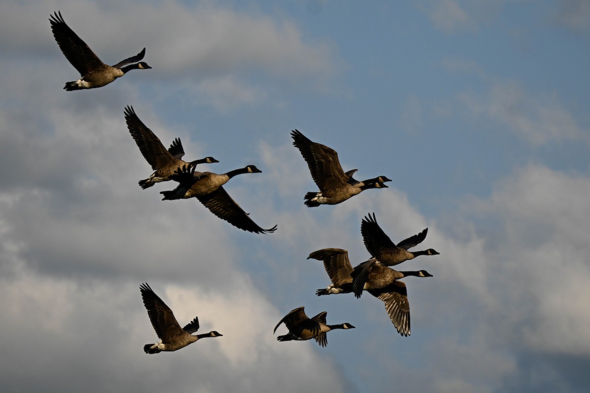 Canada Goose - ML641412385