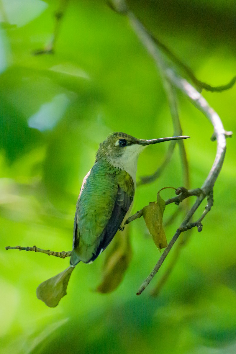 Ruby-throated Hummingbird - ML641412388