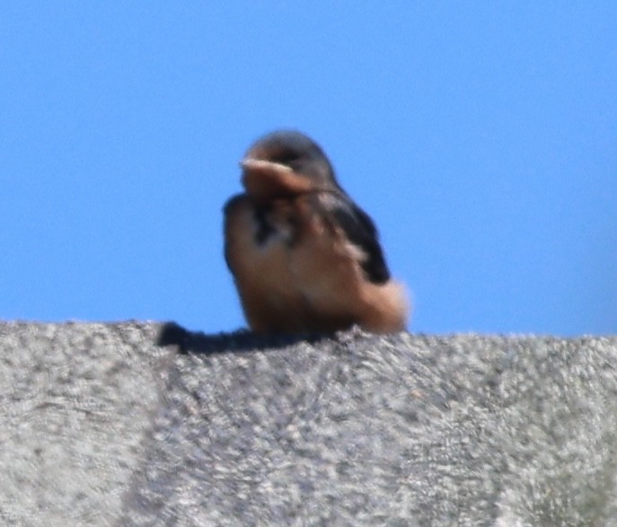 Barn Swallow - ML641412389