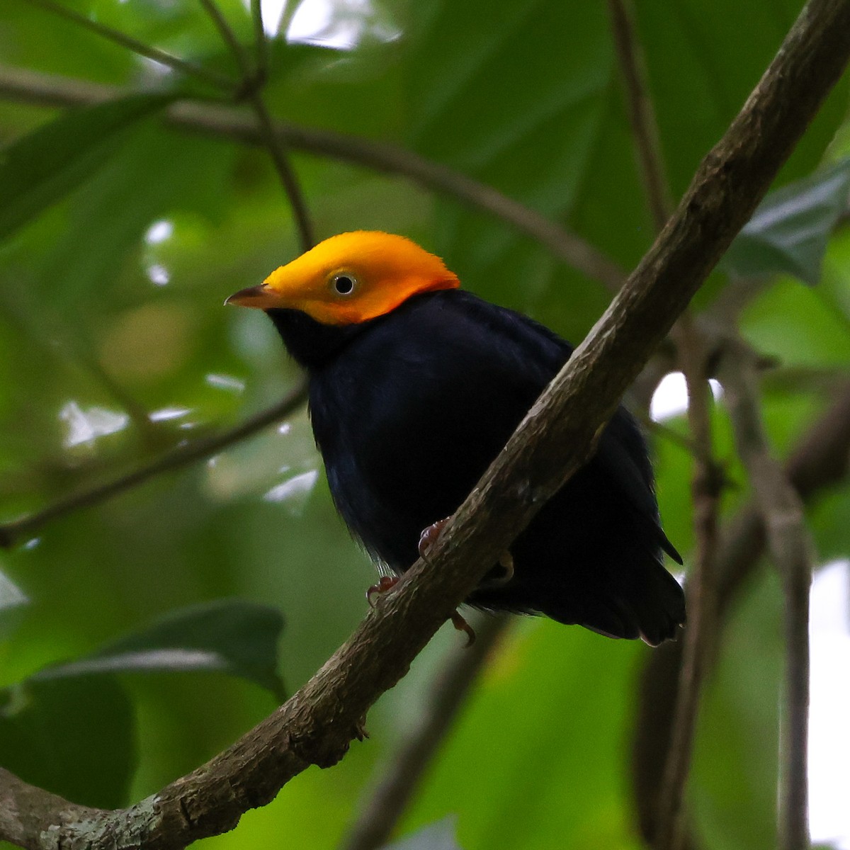 Golden-headed Manakin - ML641412391