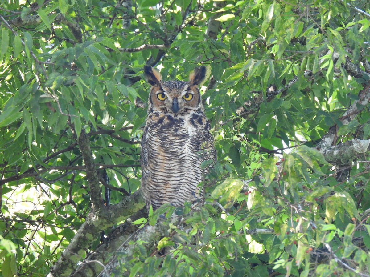 Great Horned Owl - ML641412392