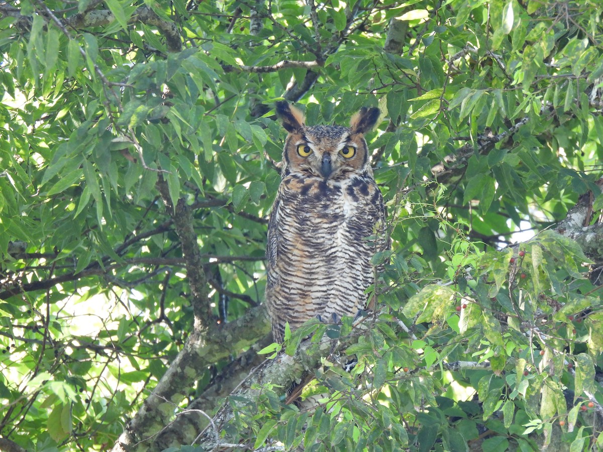 Great Horned Owl - ML641412393