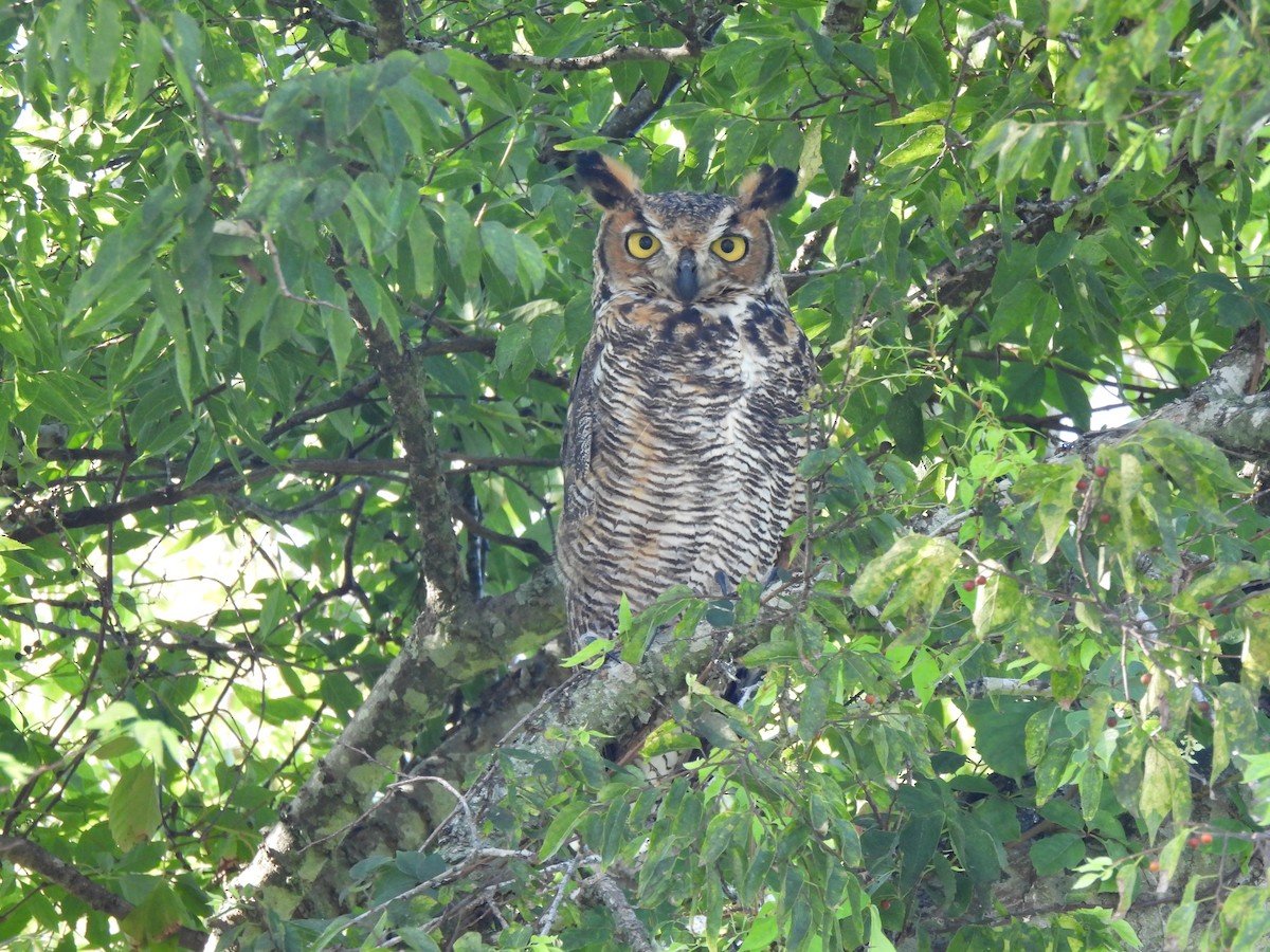 Great Horned Owl - ML641412394