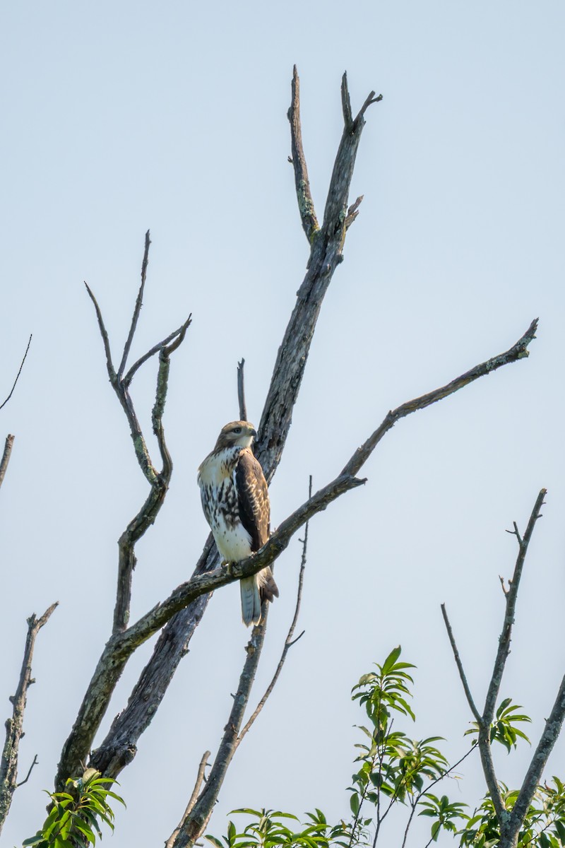 Red-tailed Hawk - ML641412395