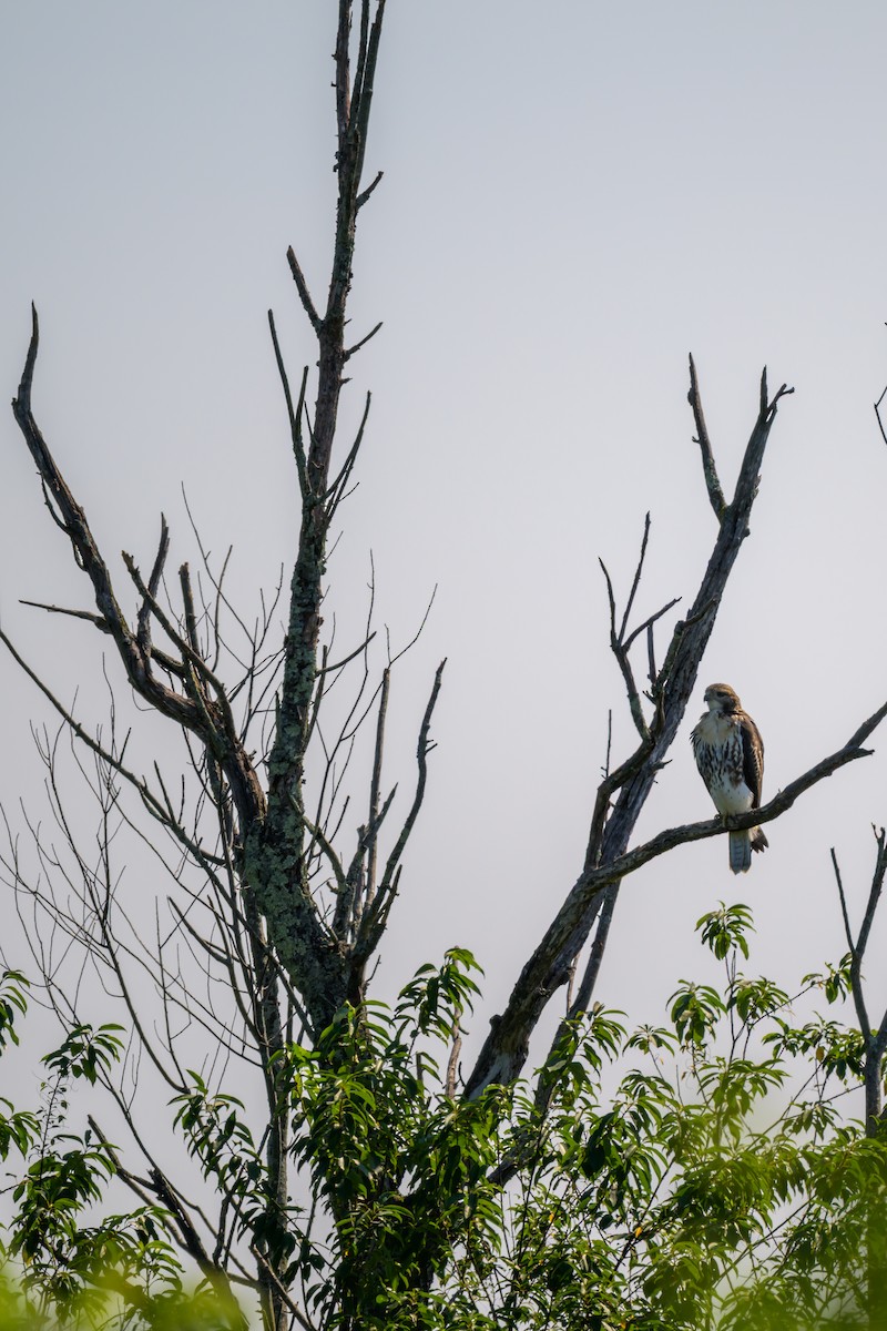 Red-tailed Hawk - ML641412396