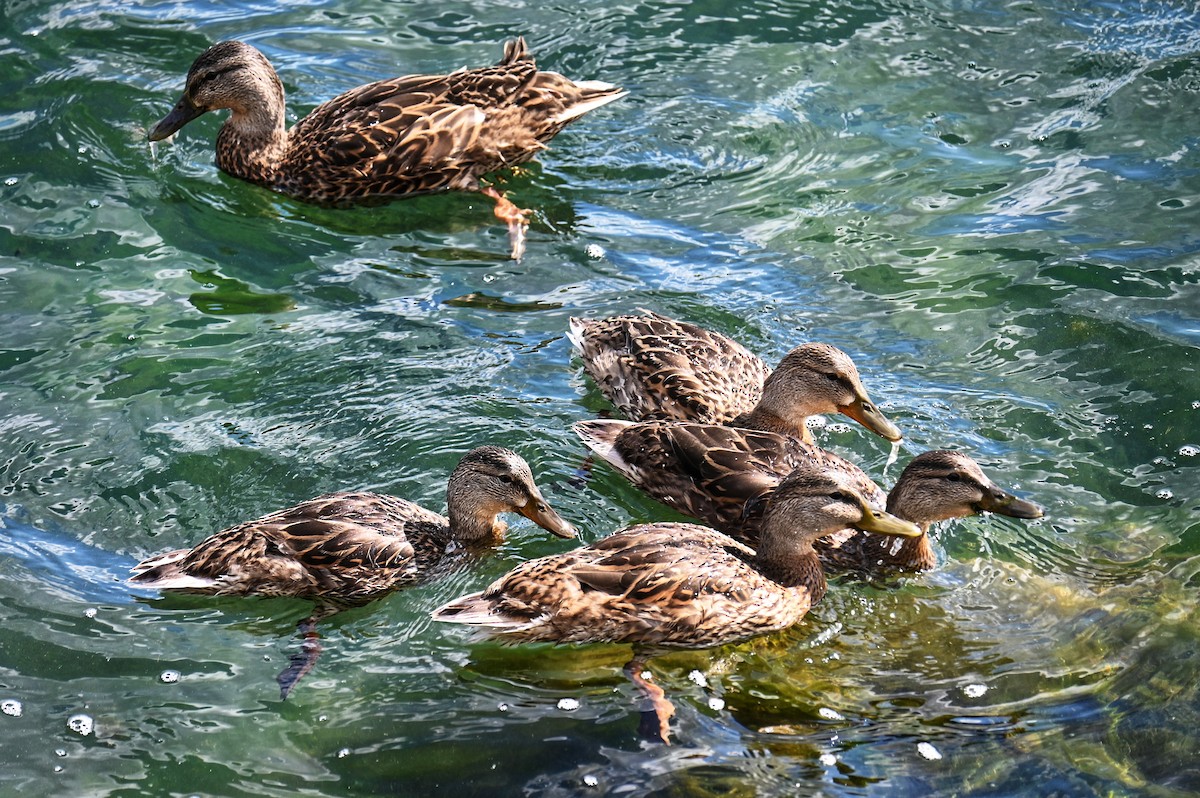 Mallard - ML641412397