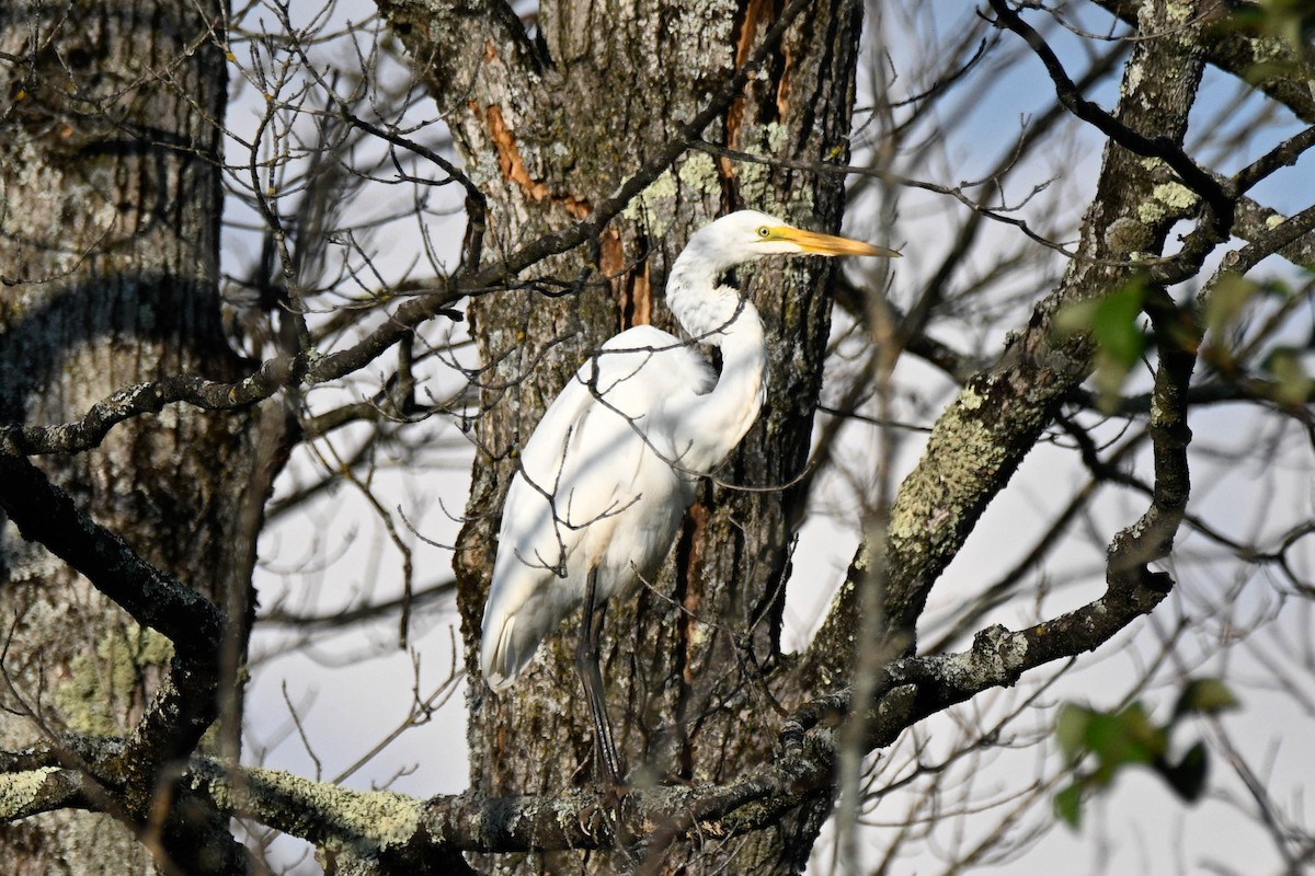 Great Egret - ML641412398