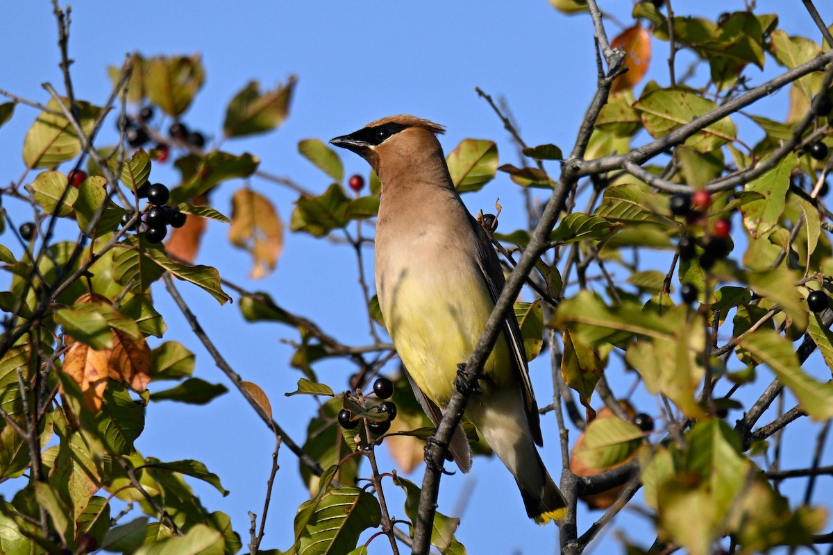 Cedar Waxwing - ML641412401