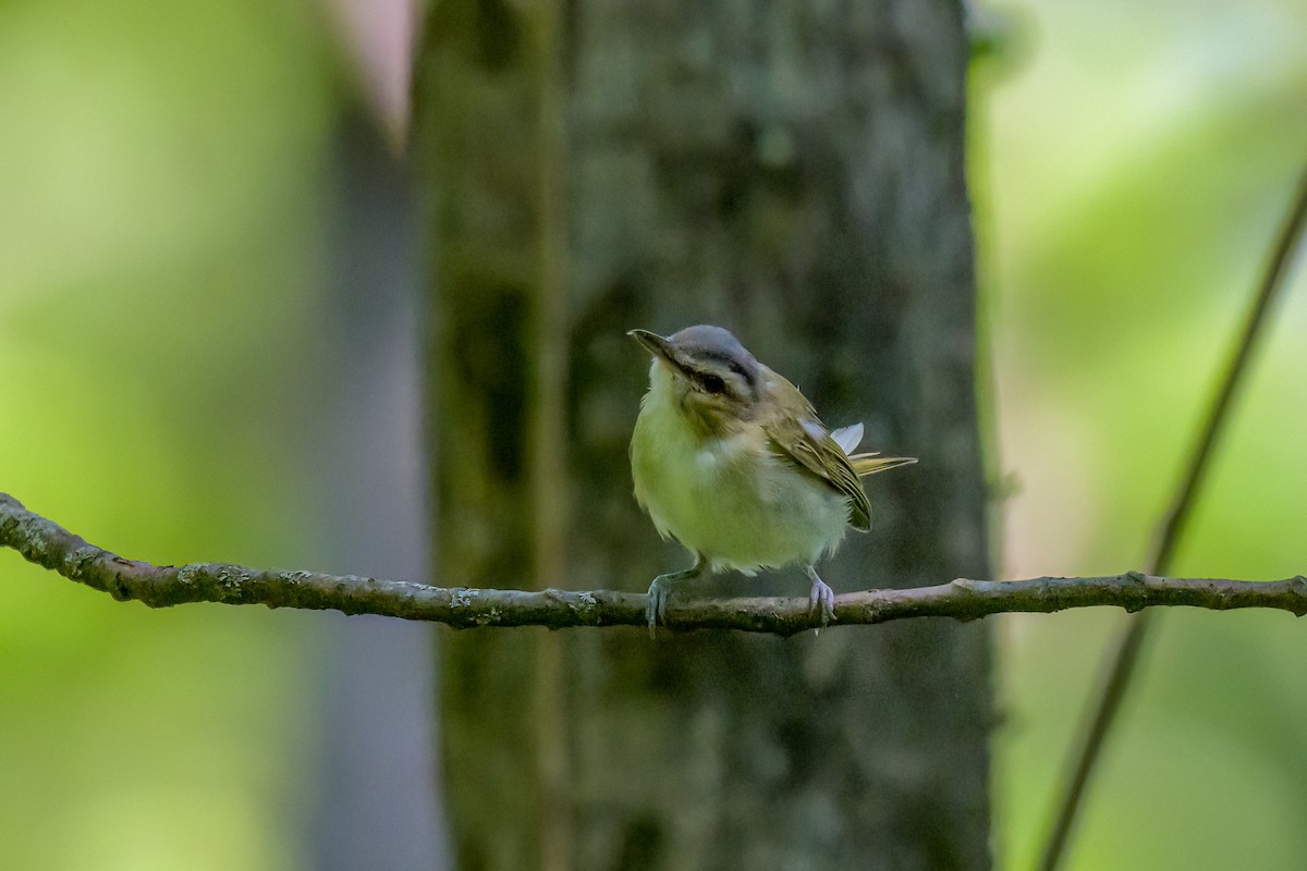 Red-eyed Vireo - ML641412402