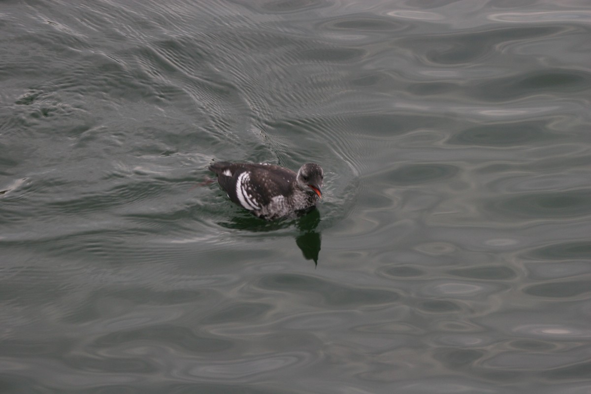 Black Guillemot - ML641412404