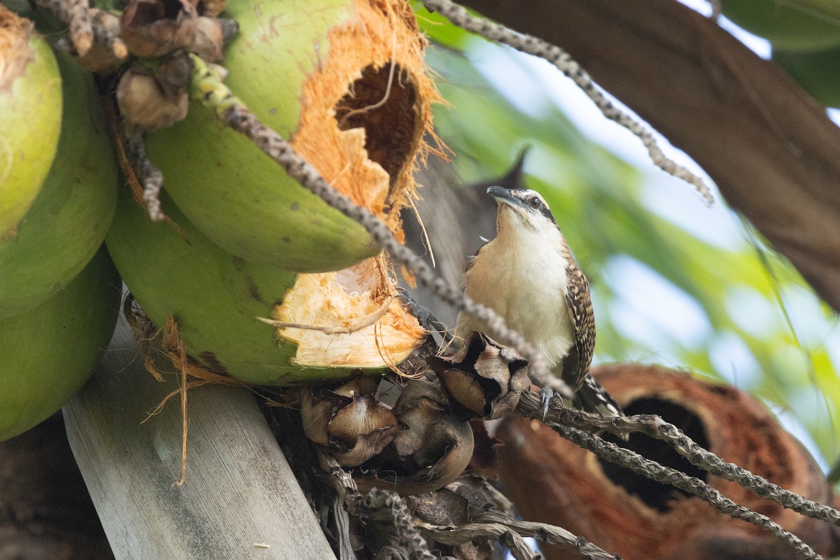 Rufous-backed Wren - ML641412405