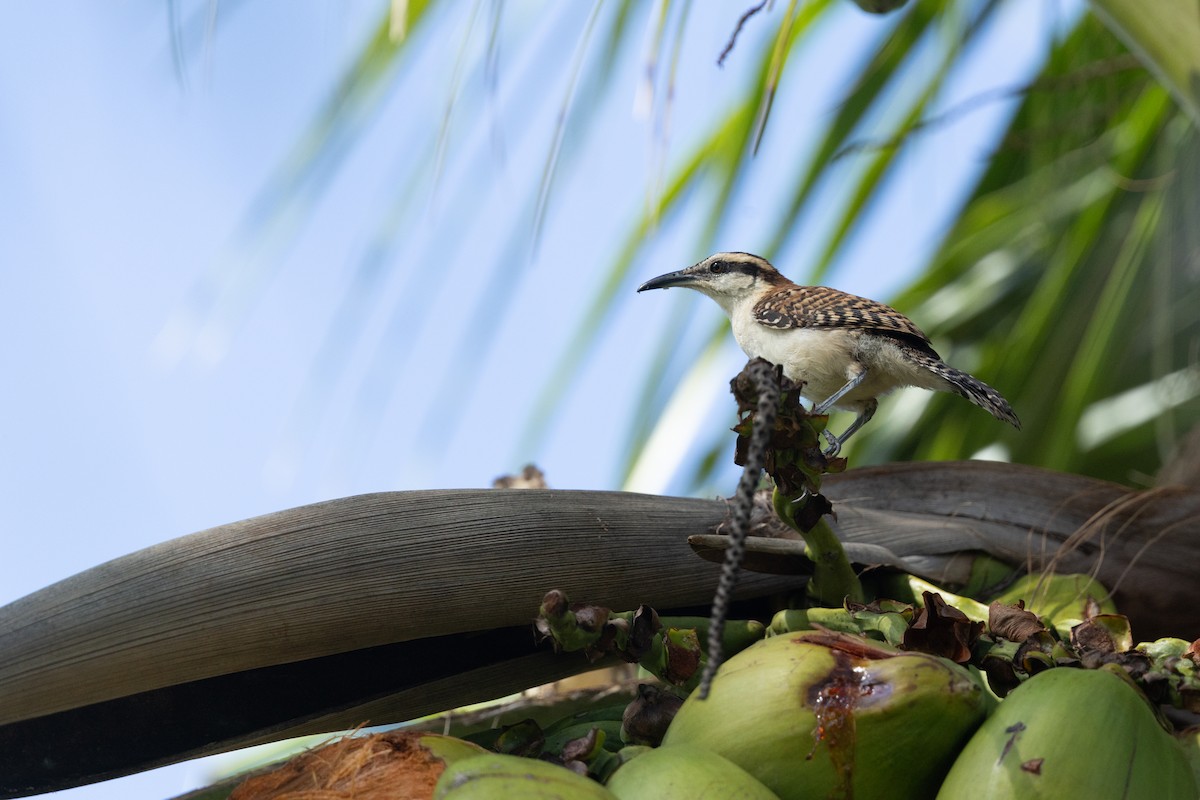 Rufous-backed Wren - ML641412406