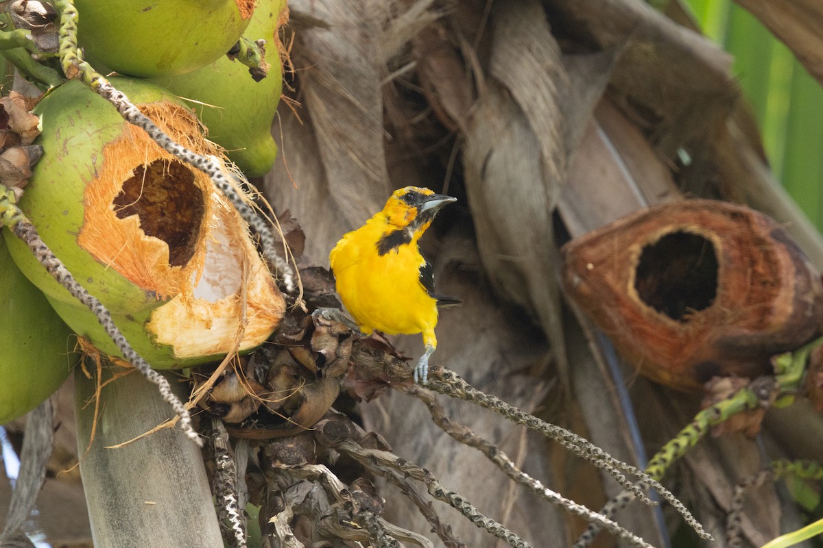 Streak-backed Oriole - ML641412409