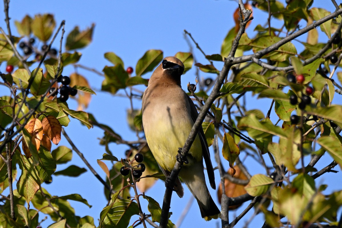 Cedar Waxwing - ML641412412