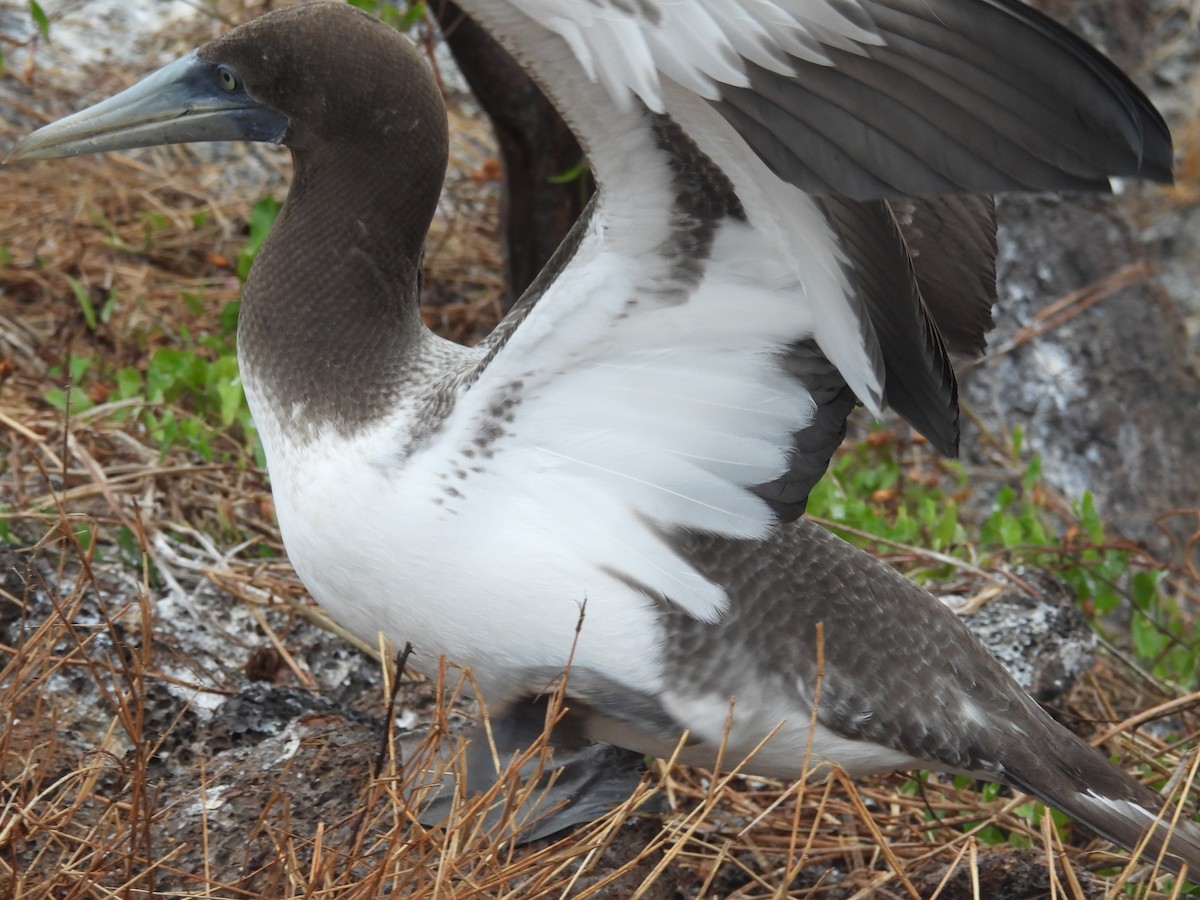 Nazca Booby - ML641412413