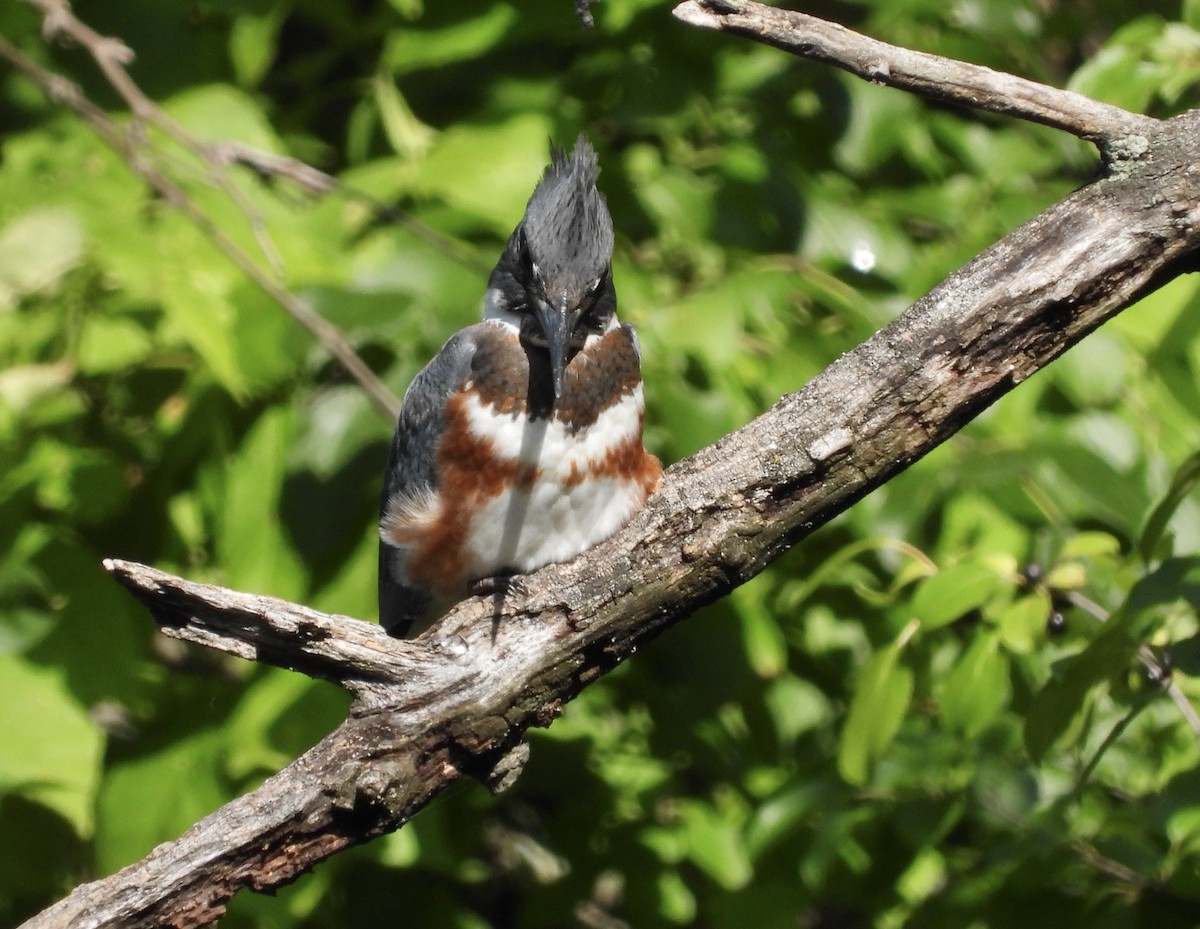 Belted Kingfisher - ML641412414