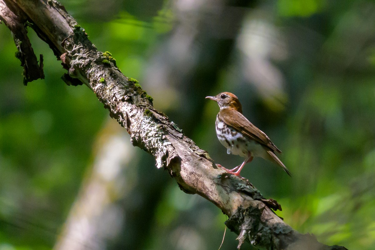 Wood Thrush - ML641412415