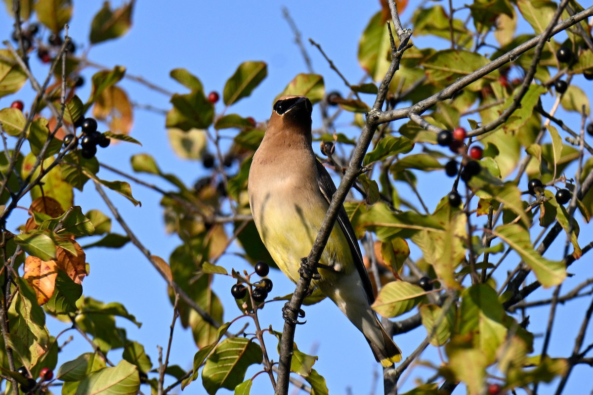 Cedar Waxwing - ML641412416