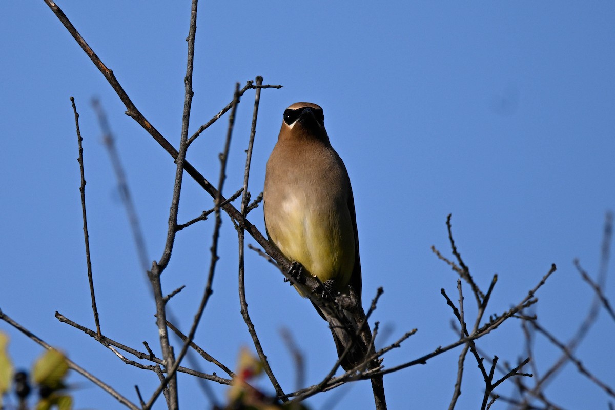 Cedar Waxwing - ML641412418